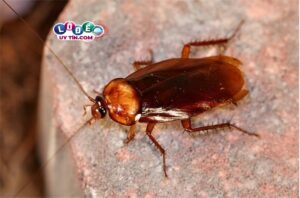 Mơ thấy con gián đánh con gì, có ý nghĩa gì?